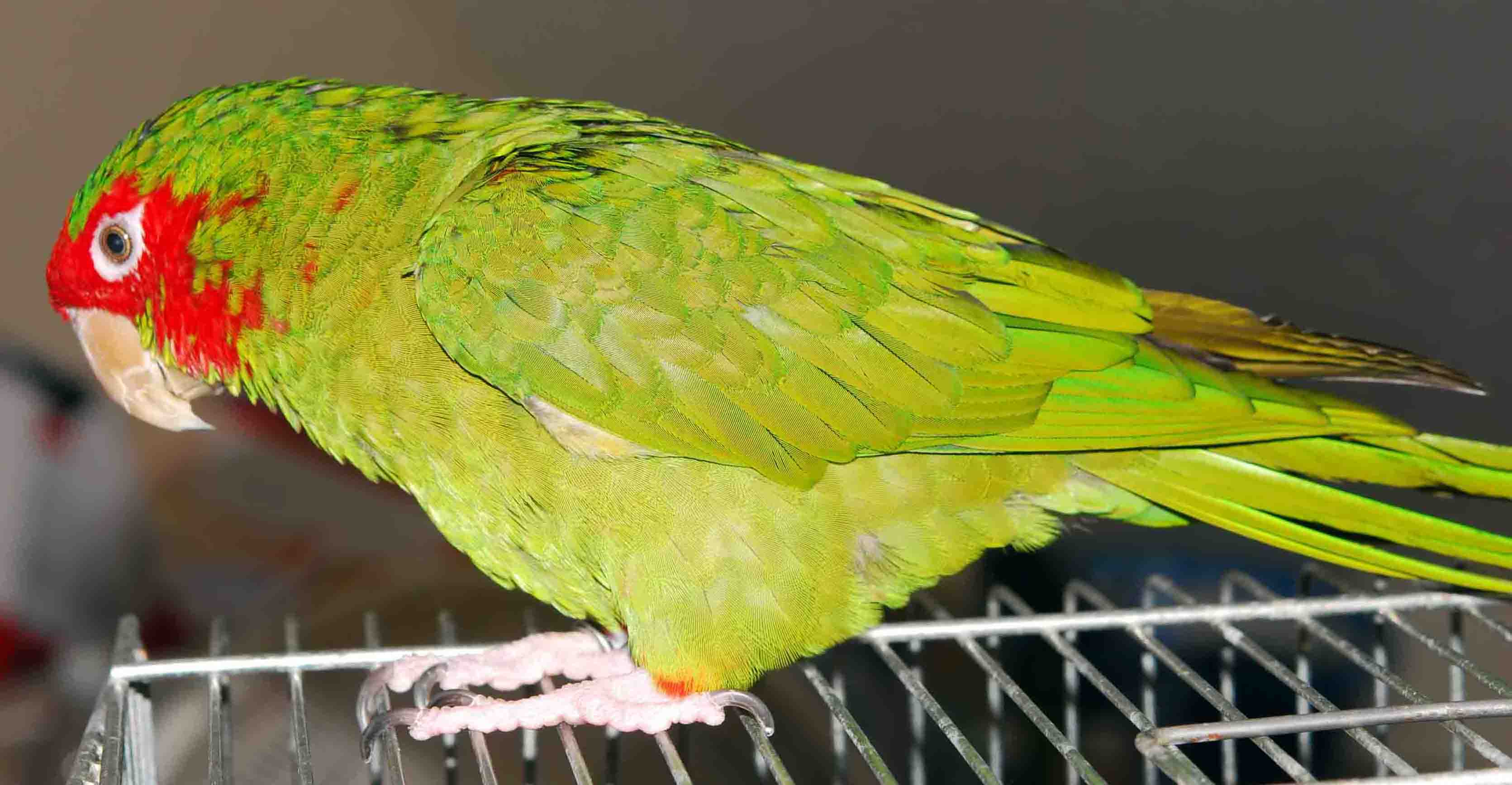 Aratinga mitrata 